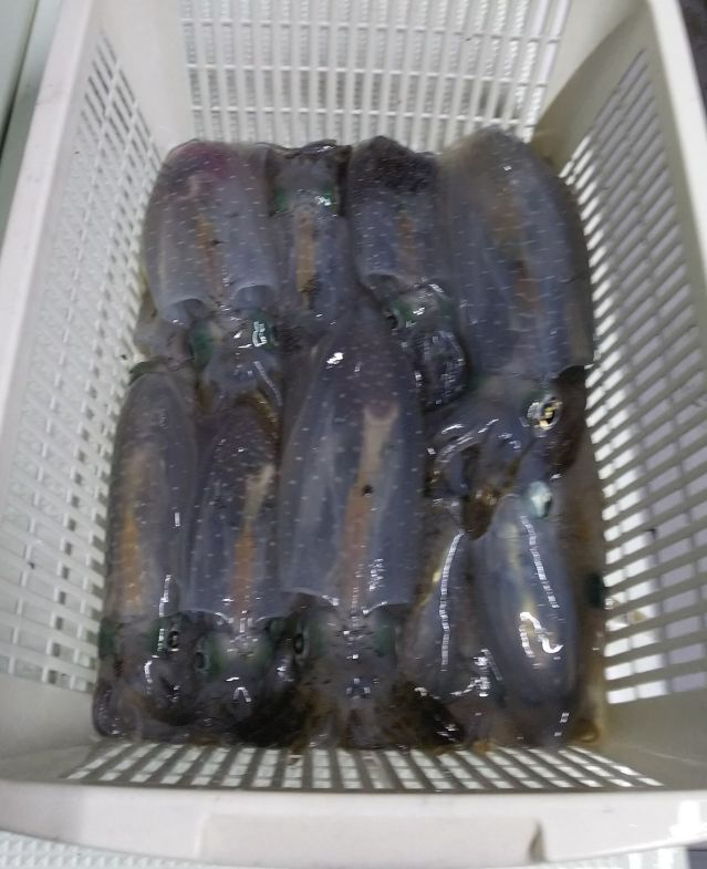 9月24日半夜アオリの画像