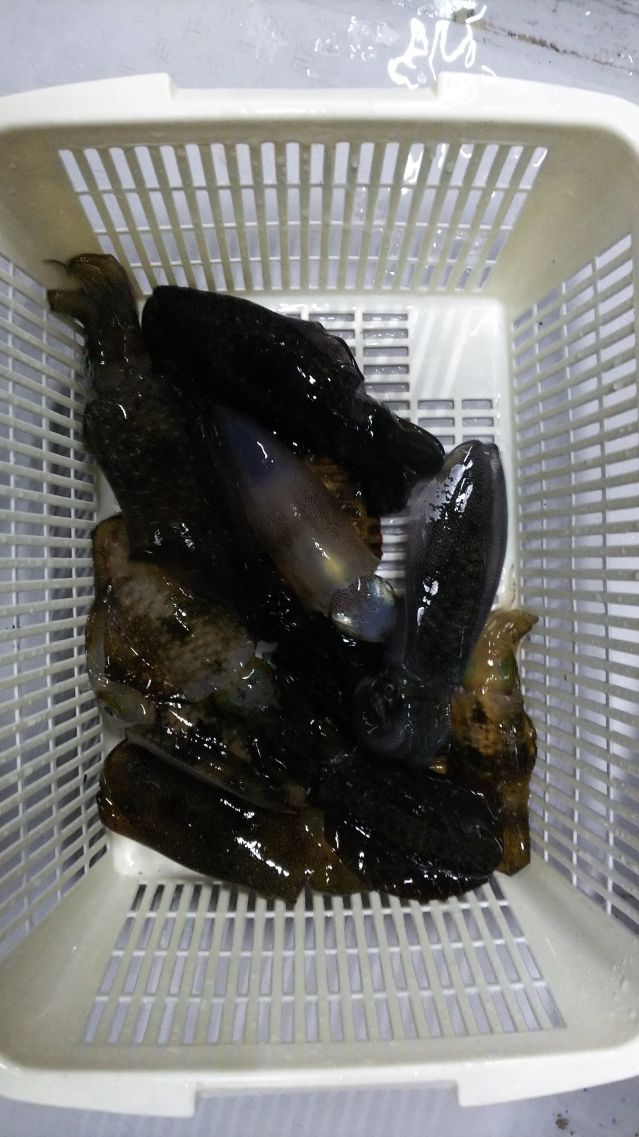 半夜アオリ釣果の画像