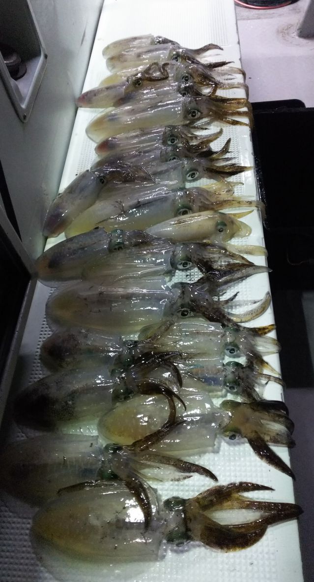 半夜アオリ釣果の画像