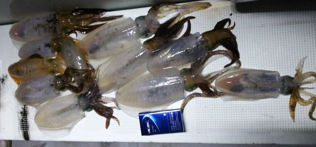 半夜アオリの画像