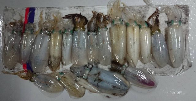 半夜アオリ釣果の画像