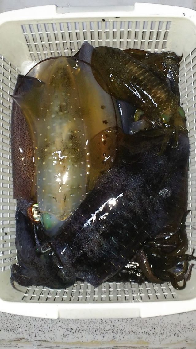 半夜アオリの画像