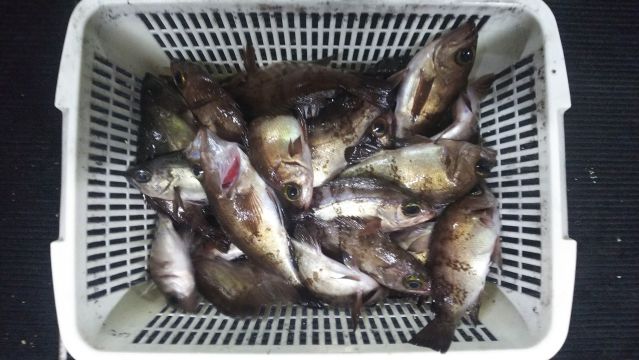 半夜メバルの画像