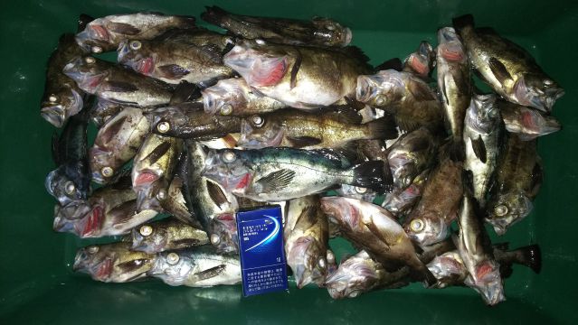 半夜メバルの画像