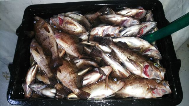 半夜メバル釣果の画像