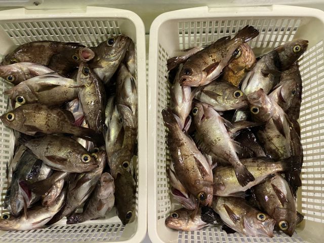 半夜メバル釣果の画像