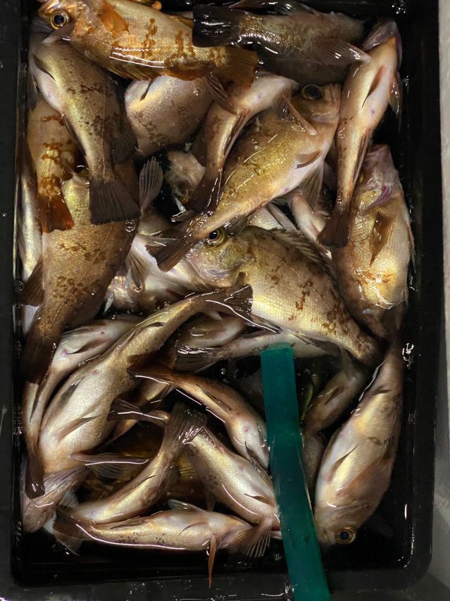 3月13日半夜メバルの画像