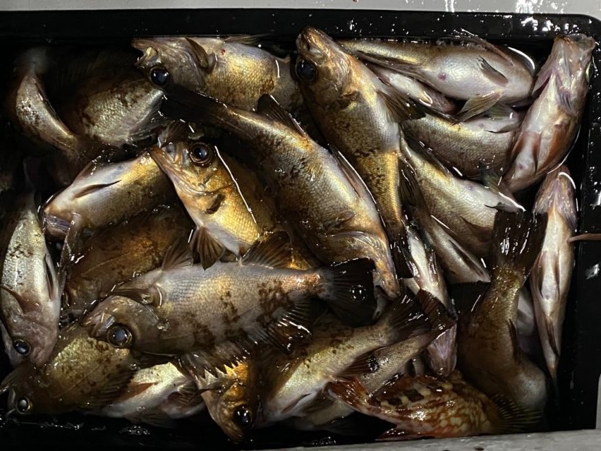 ３月２０日半夜メバルの画像