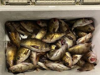 半夜メバル釣果の画像