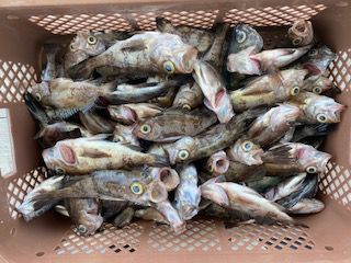 半夜メバルの画像