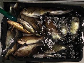 4月18日半夜メバルの画像