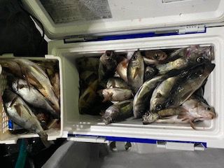 4月19日半夜メバルの画像