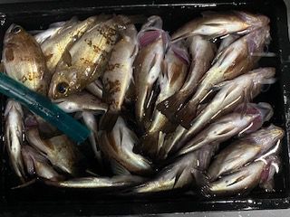 半夜メバル釣果の画像
