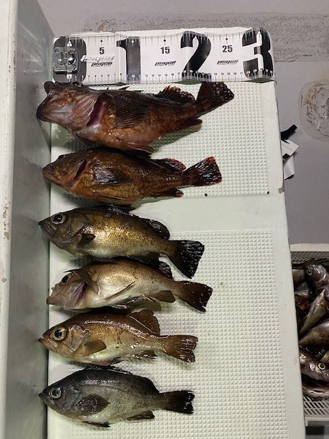 8月20日半夜メバルの画像