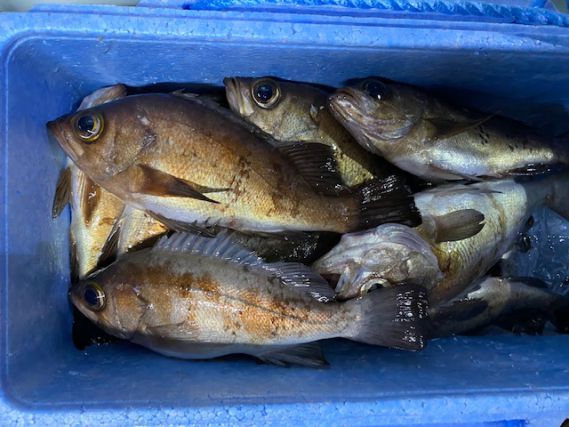 8月22日半夜メバルの画像