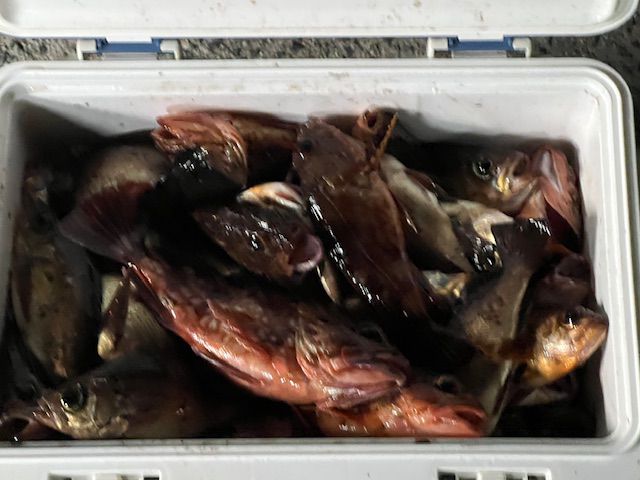 半夜メバルの画像