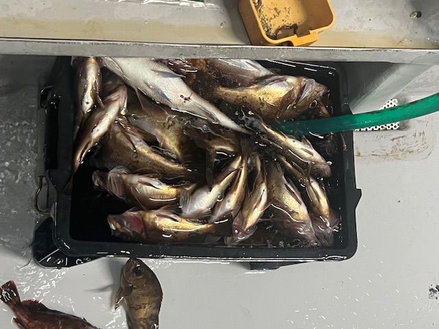 半夜メバルの画像