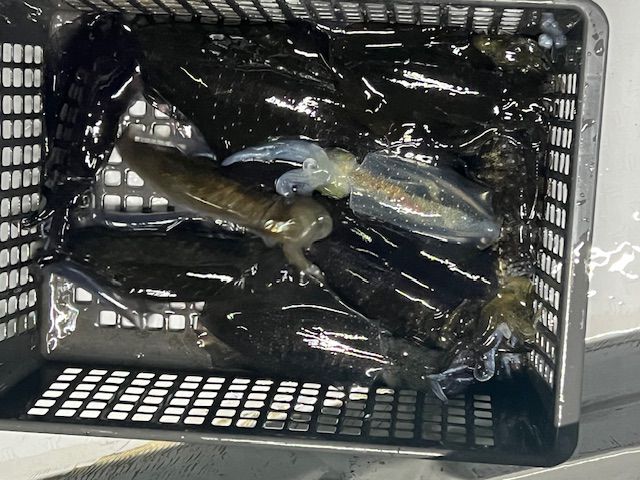 9月30日半夜アオリイカの画像