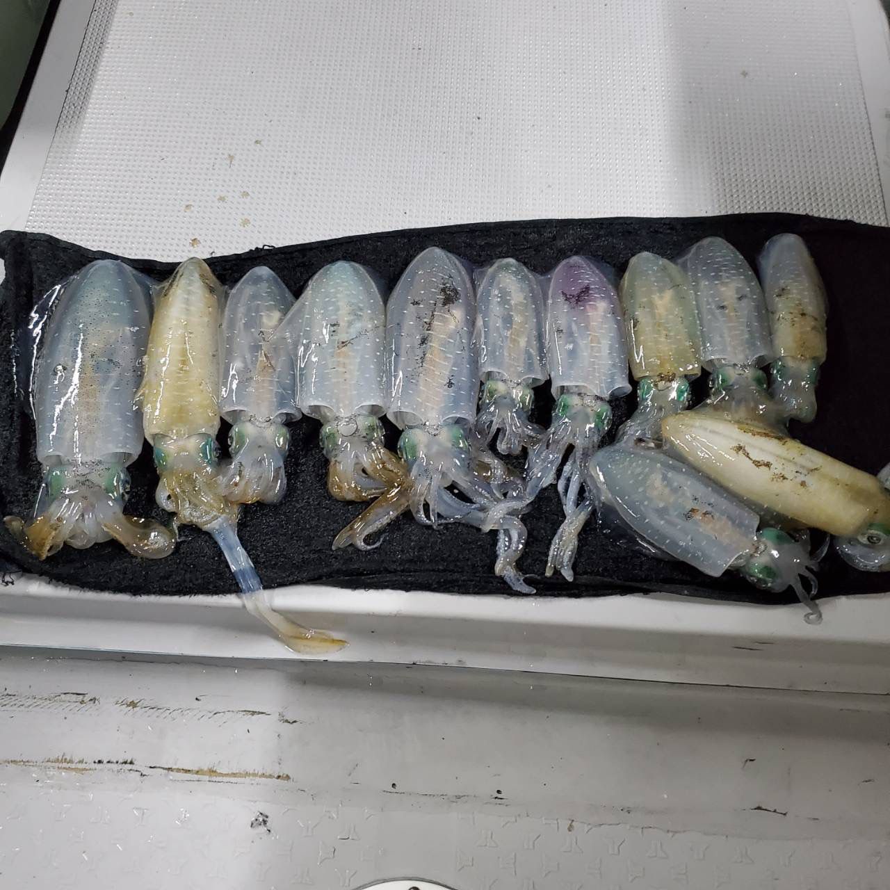 半夜アオリの画像